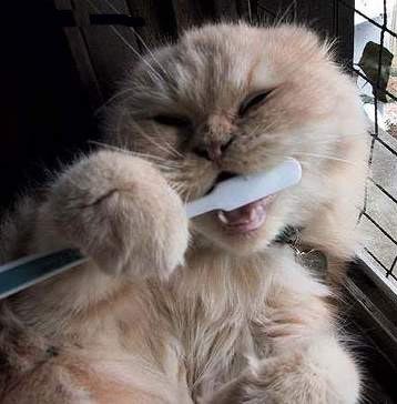 chat-brosse-a-dent
