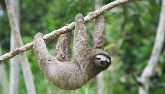 sloth in panama